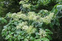 Hydrangea aspera subsp. robusta